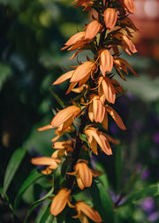 Digitalis Digitalis 'Bella', 3L