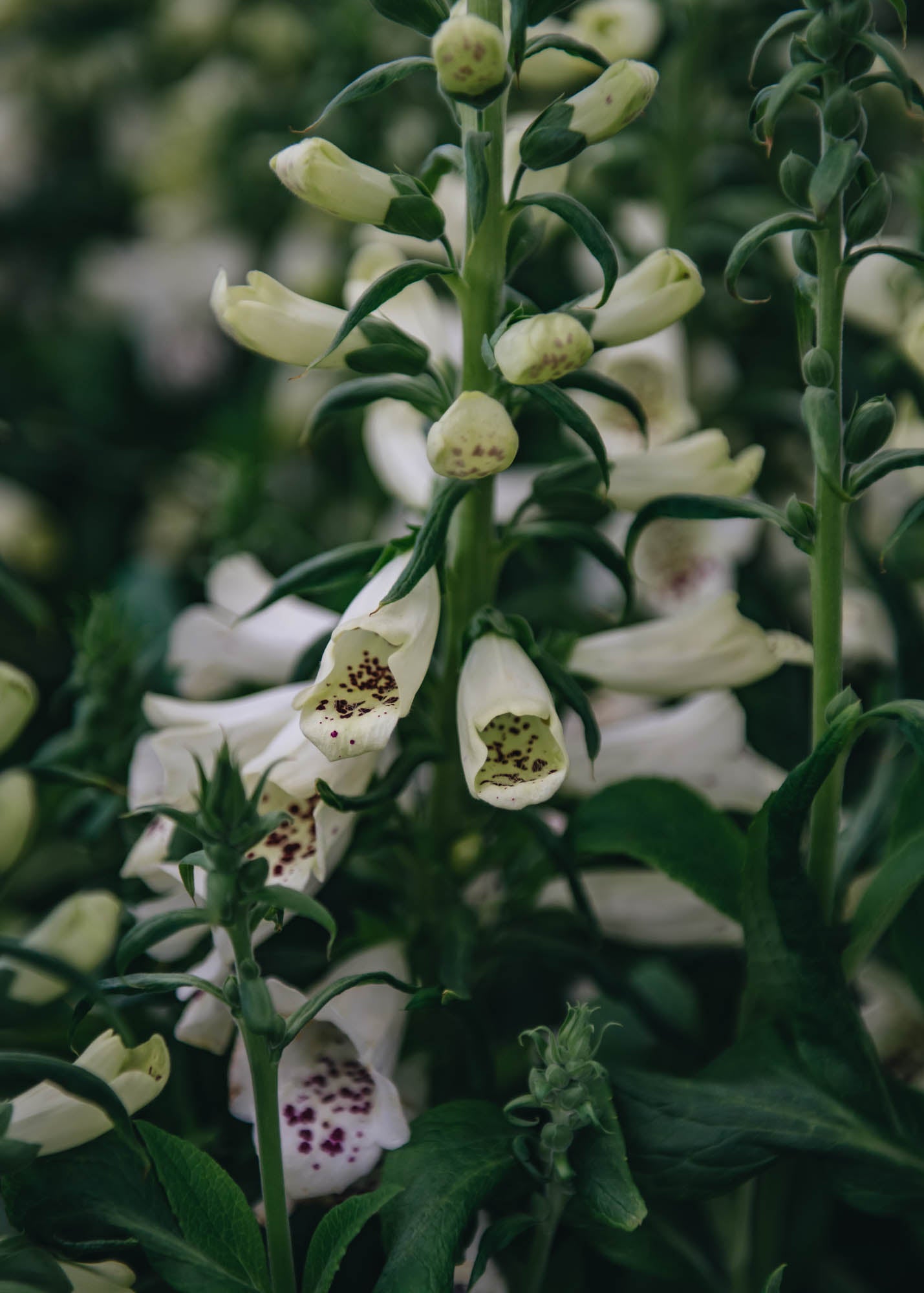 Digitalis Digitalis Dalmatian White