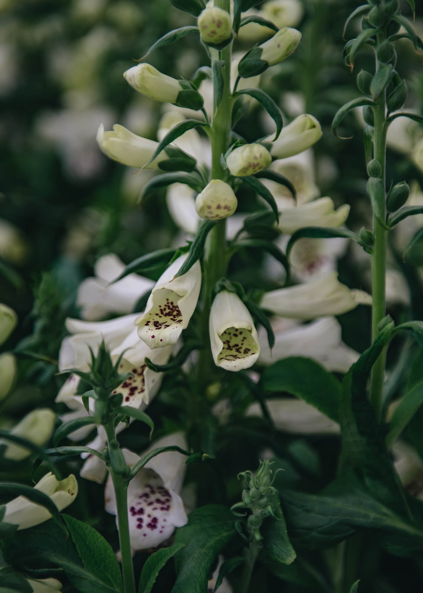 Digitalis Dalmatian White