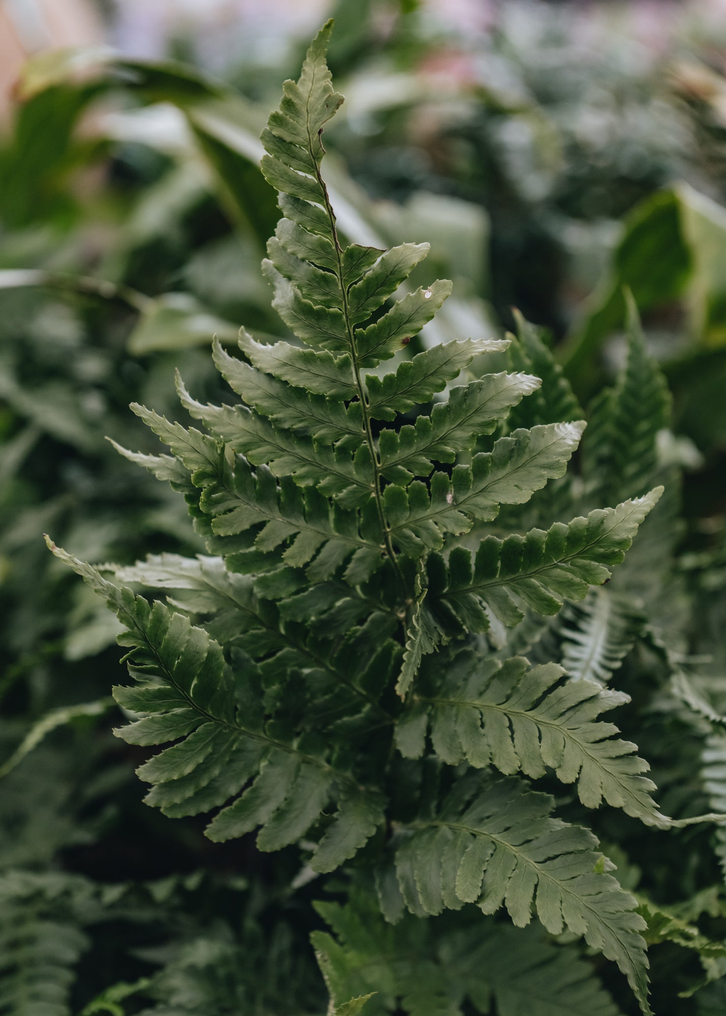 Dryopteris erythrorosa Copper Shield Fern 5L