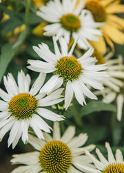 Echinacea White Meditation