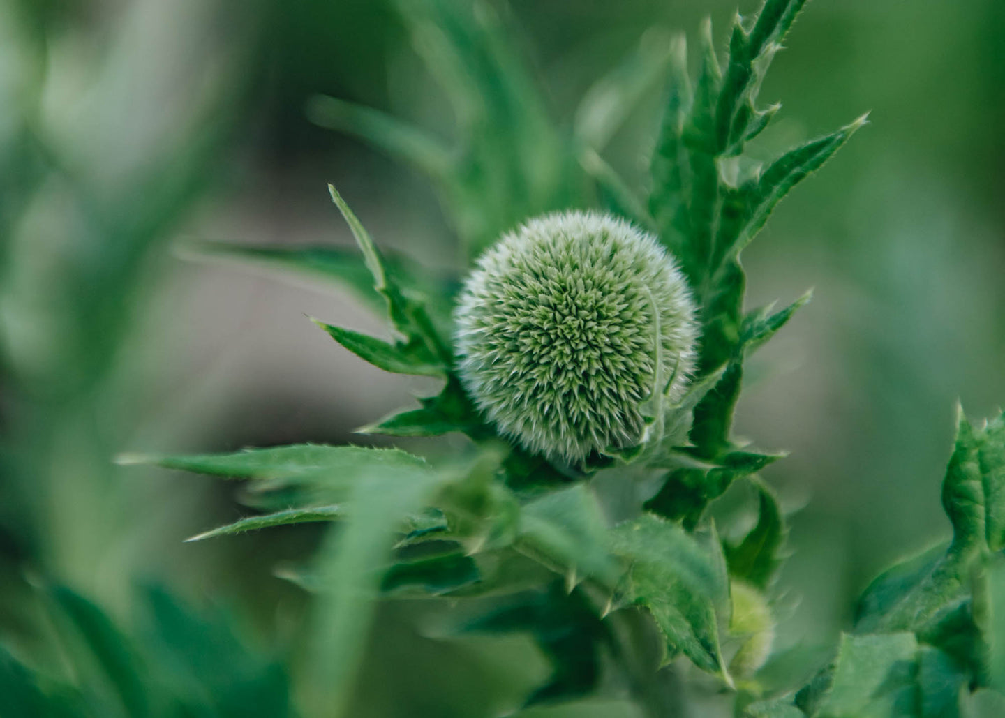 Echinops Taplow Blue