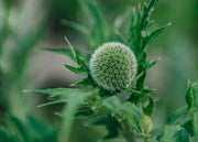 Echinops Taplow Blue