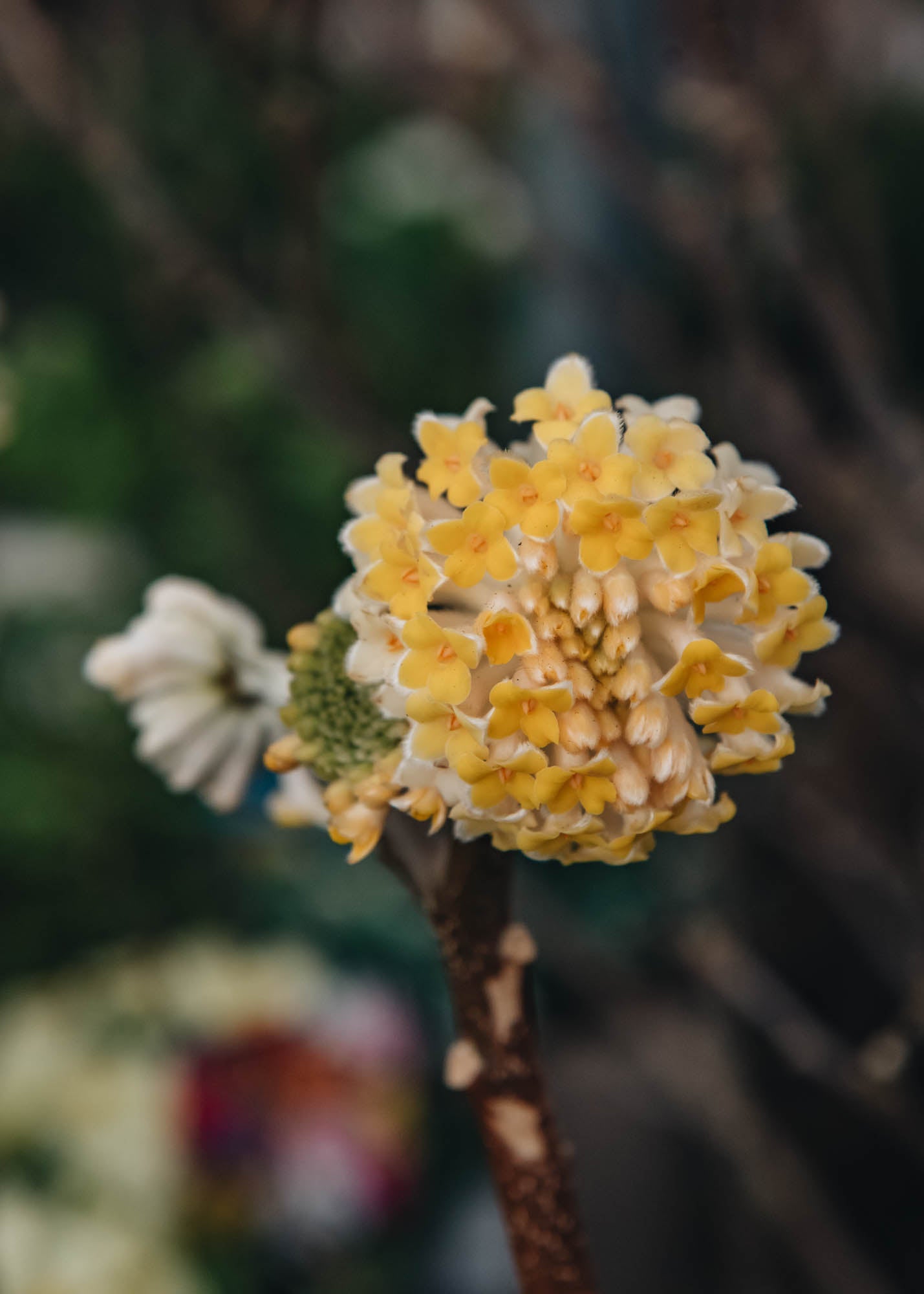 Laurus Nobilis Edgeworthia chrysantha