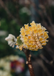 Edgeworthia Chrysantha Grandiflora