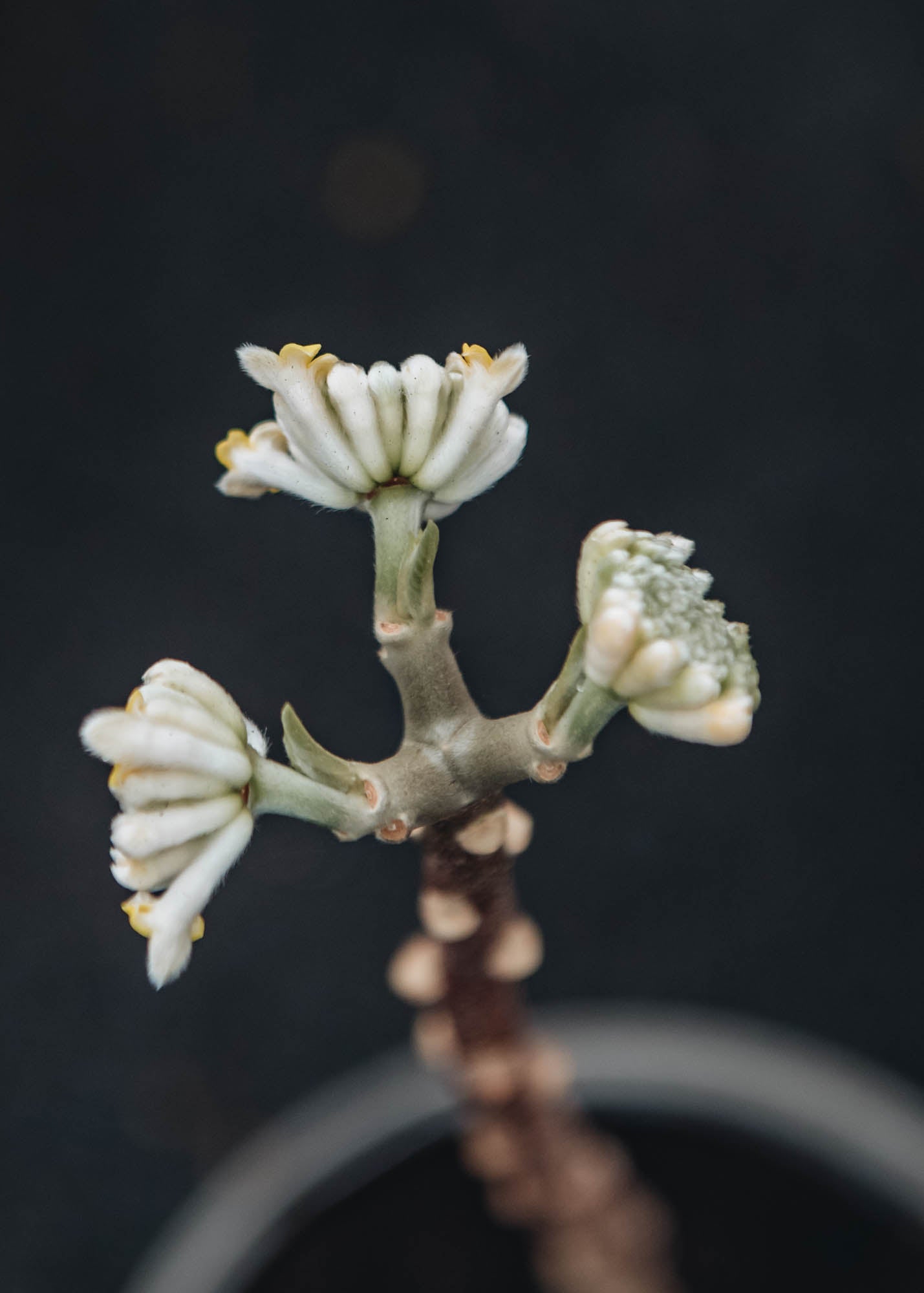 Edgeworthia Edgeworthia chrysantha