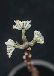 Edgeworthia Edgeworthia chrysantha