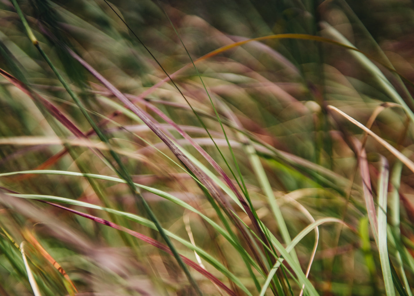 Eragrostis Totnes Burgundy