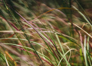 Eragrostis Eragrostis Totnes Burgundy