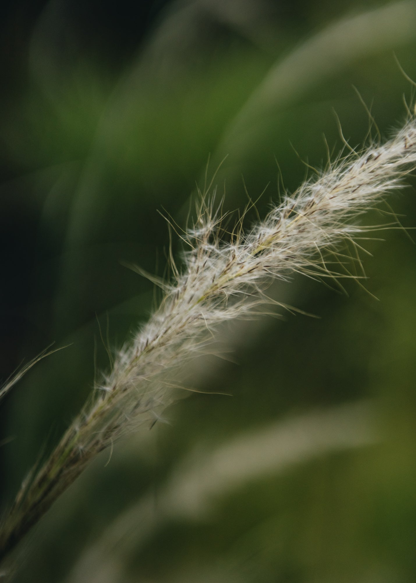 Eragrostis Eragrostis Wind Dancer