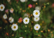 Erigeron karvinskianus AGM