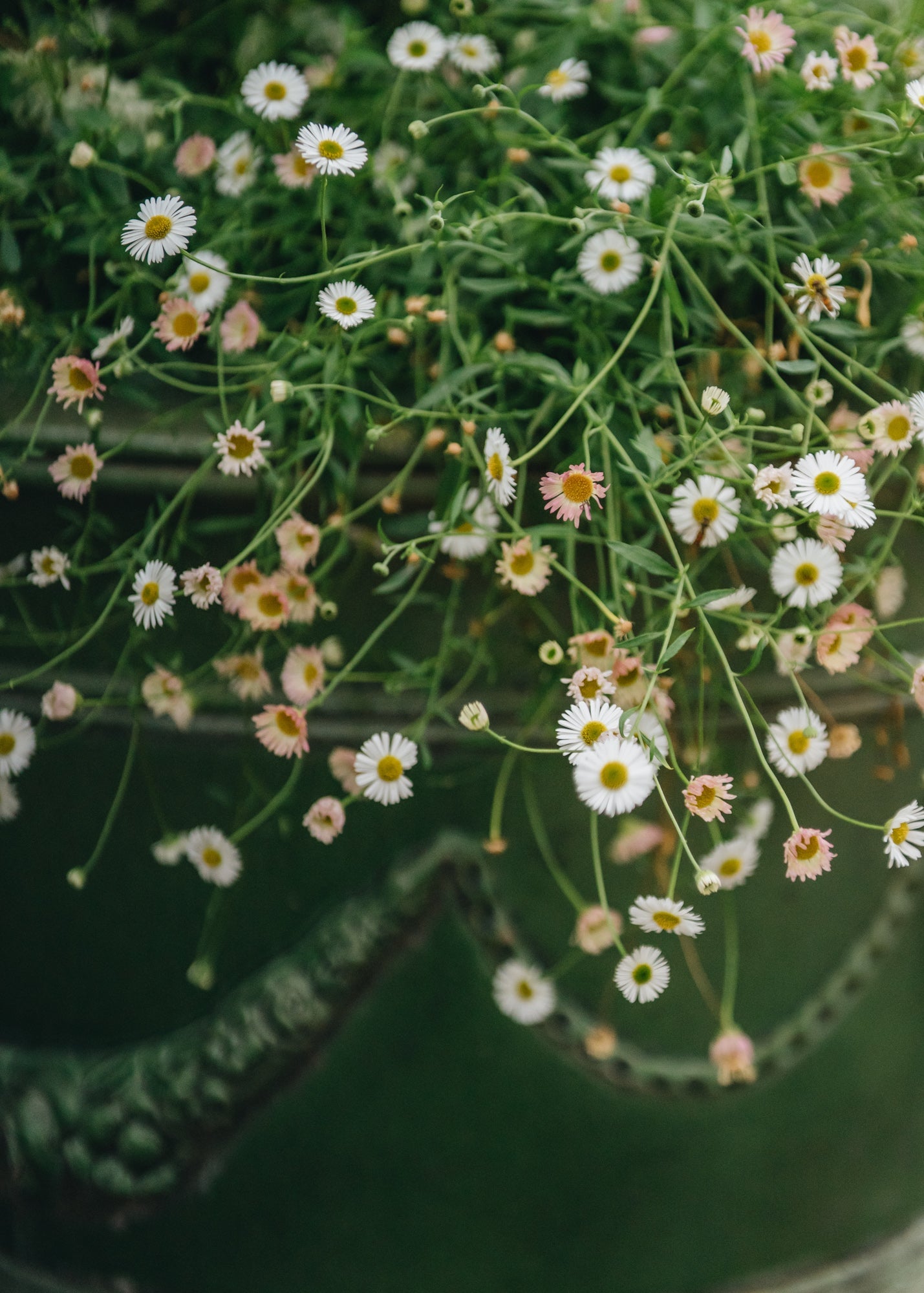 Erigeron karvinskianus 3L