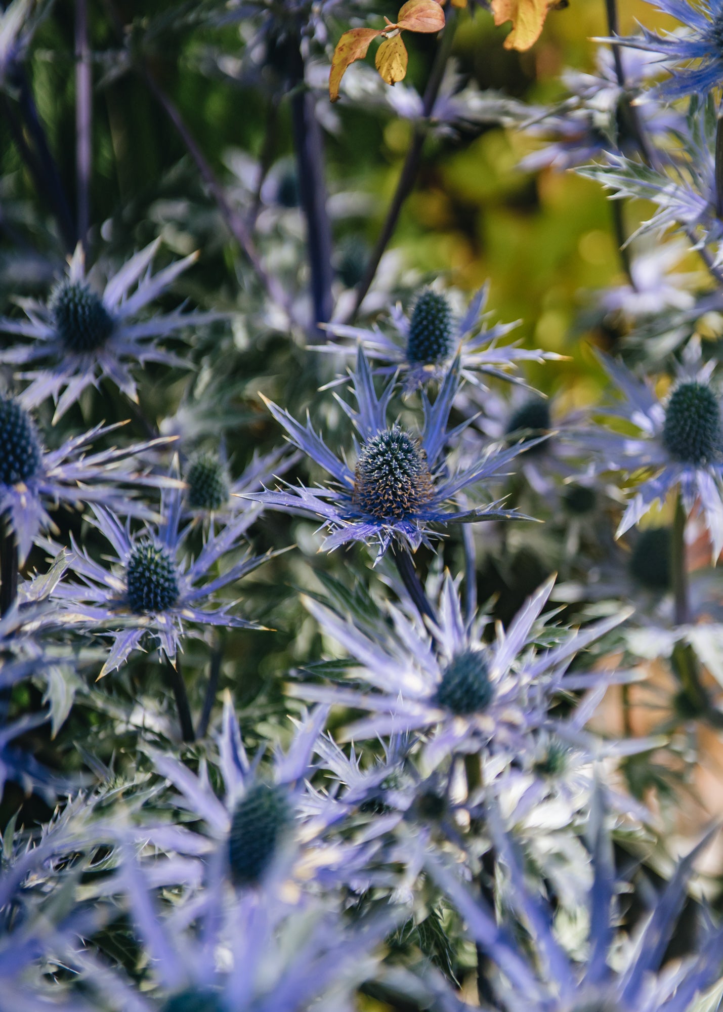 Eryngium zabelii Big Blue