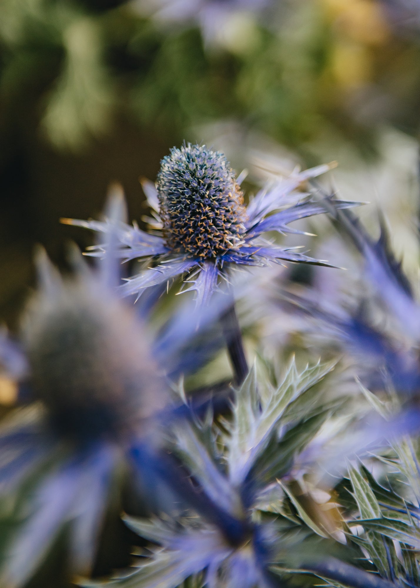 Eryngium zabelii Big Blue