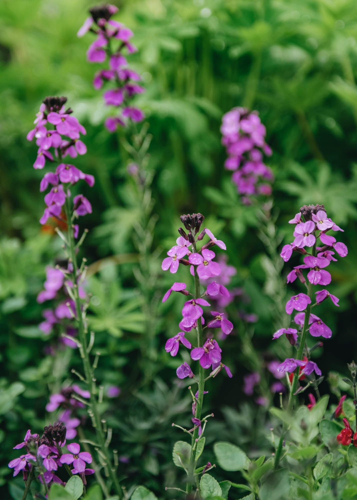 Clematis Erysimum Bowles's Mauve