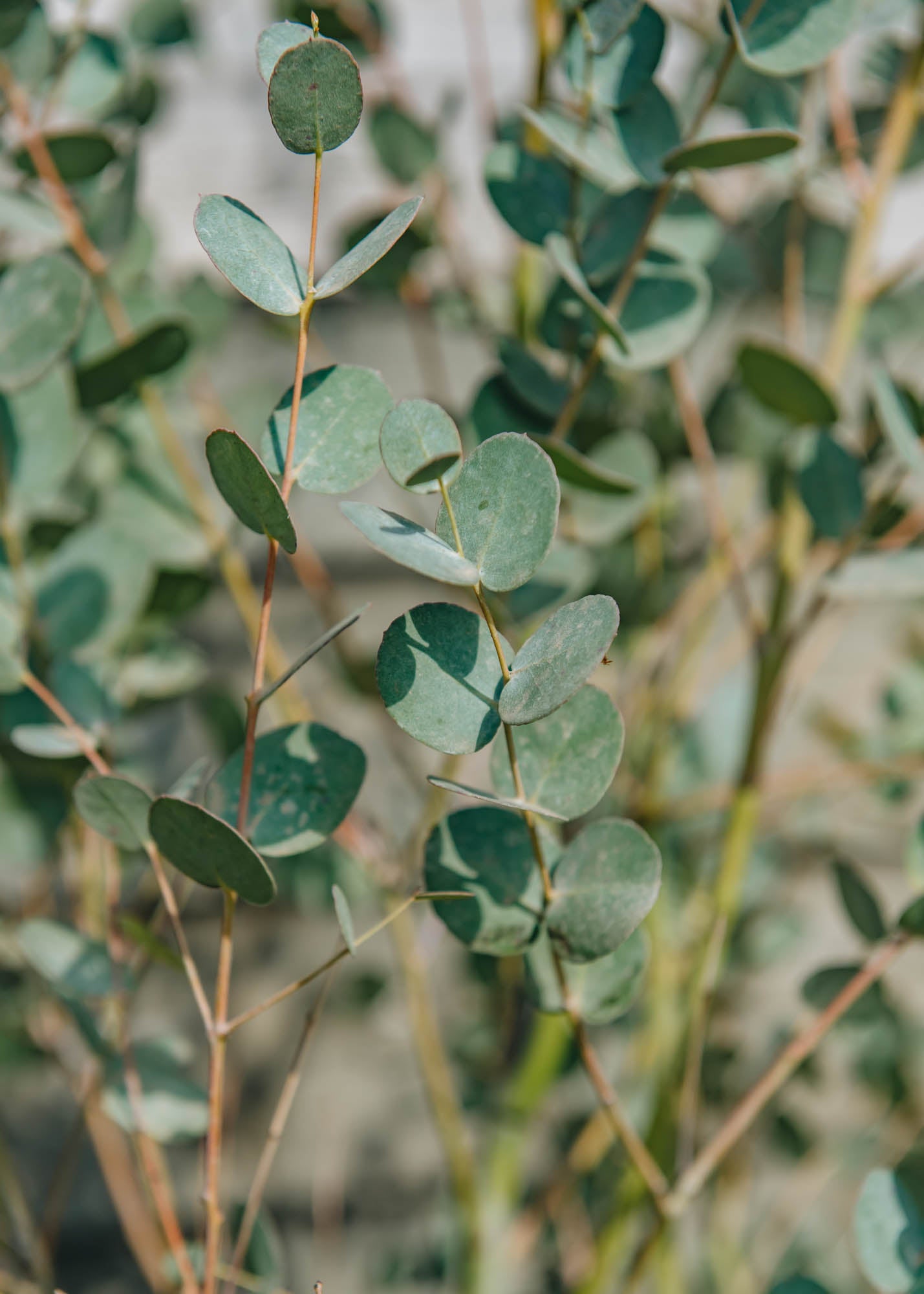 Eucalyptus gunnii Silverana