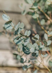 Eucalyptus gunnii Silverana