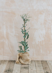 Convolvulus Eucalyptus gunnii Azure