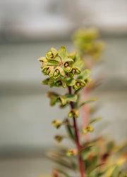 Euphorbia martinii Ascot Rainbow