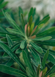 Euphorbia martinii Rudolph