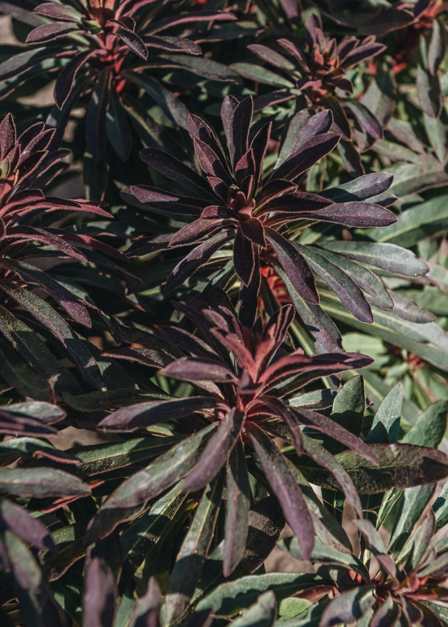 Euphorbia Euphorbia Miner's Merlot 2/3L