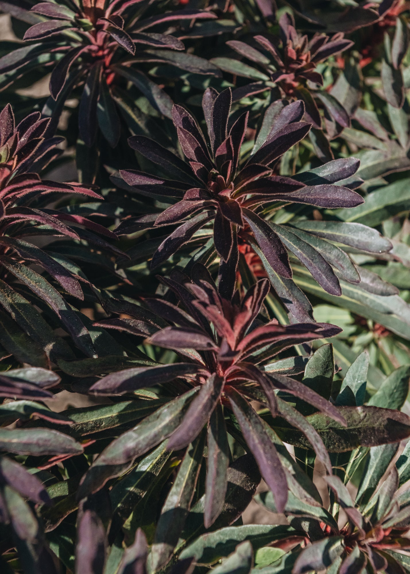 Euphorbia Miner's Merlot 2L