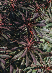 Euphorbia Euphorbia Miner's Merlot 2/3L
