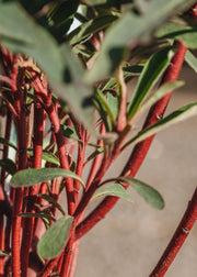 Euphorbia Miner's Merlot 2L