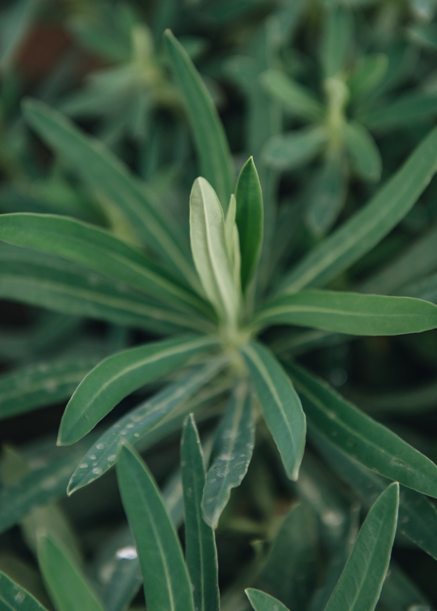 Euphorbia Euphorbia characias wulfenii