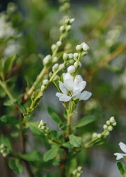 Exochorda Magical Springtime