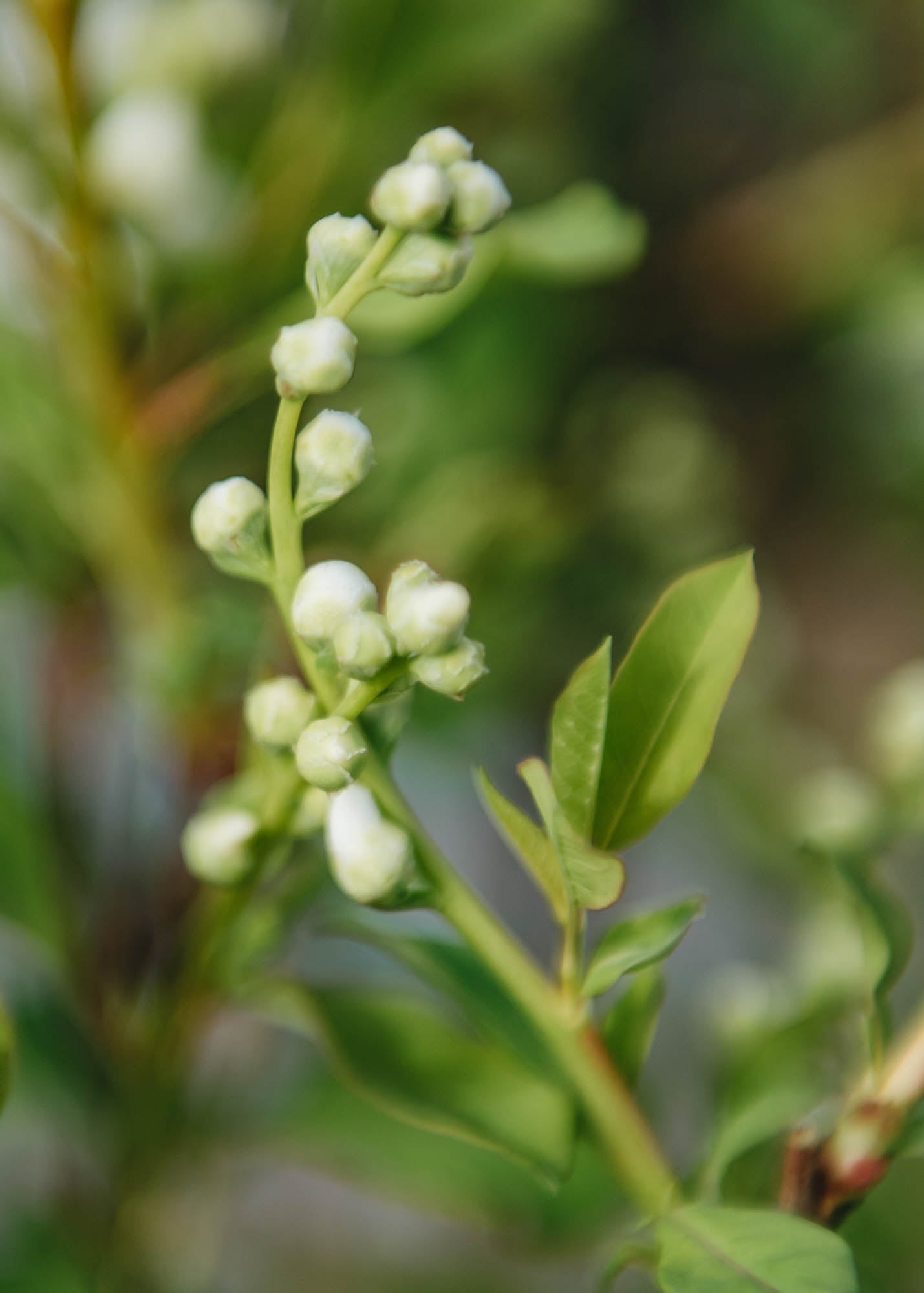 Exochorda Magical Springtime