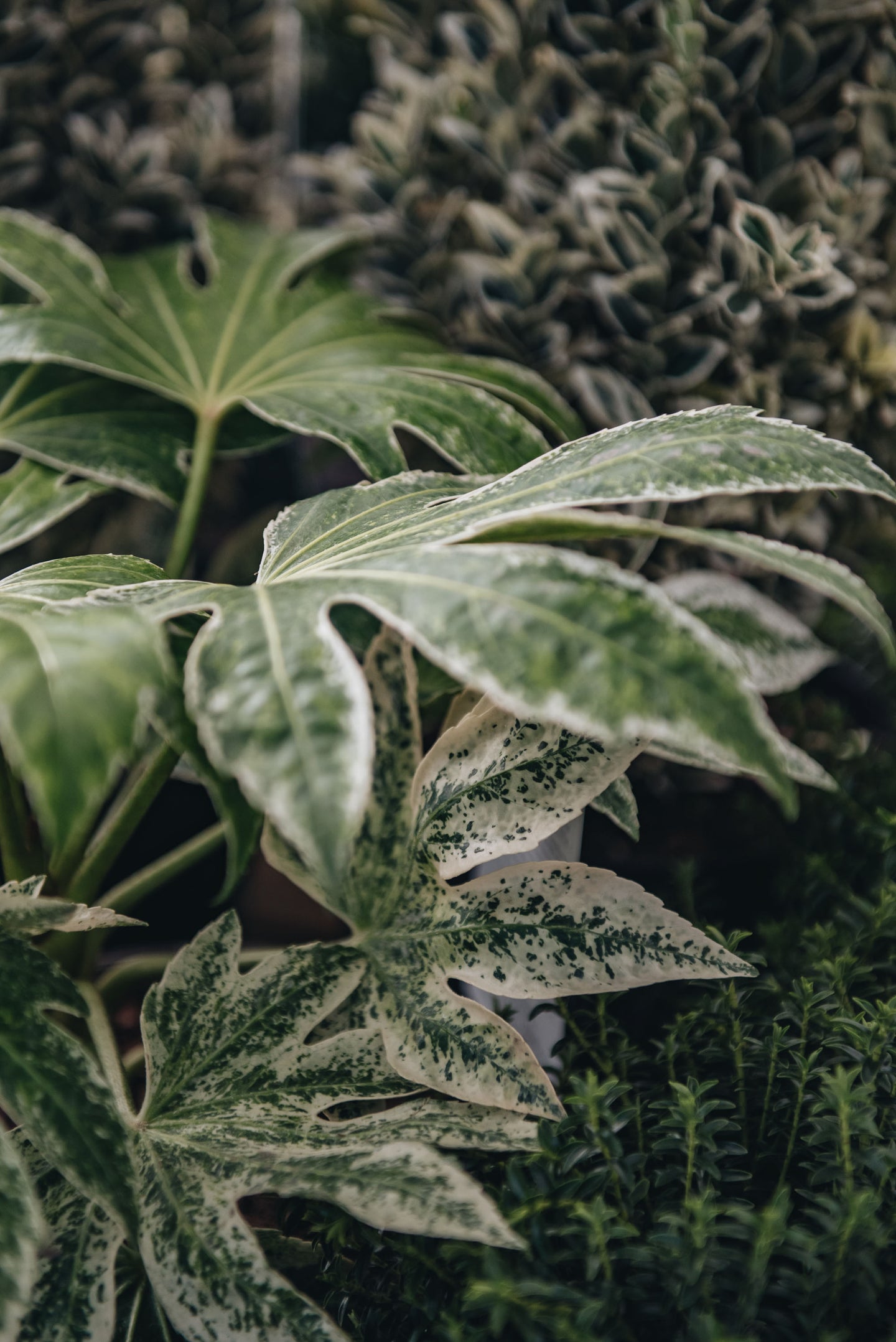 Fatsia japonica 'Spider's Web'