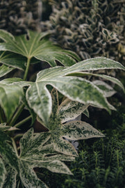Fatsia japonica 'Spider's Web' 4.5L