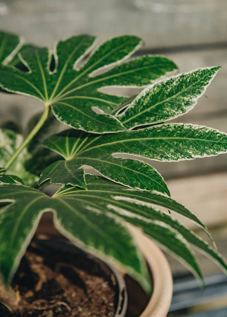 Fatsia japonica 'Spider's Web' 4.5L