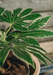 Fatsia japonica 'Spider's Web' 4.5L