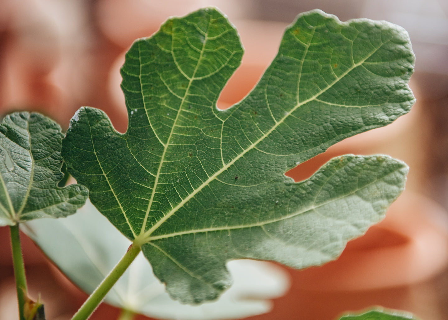 Ficus Brown Turkey AGM