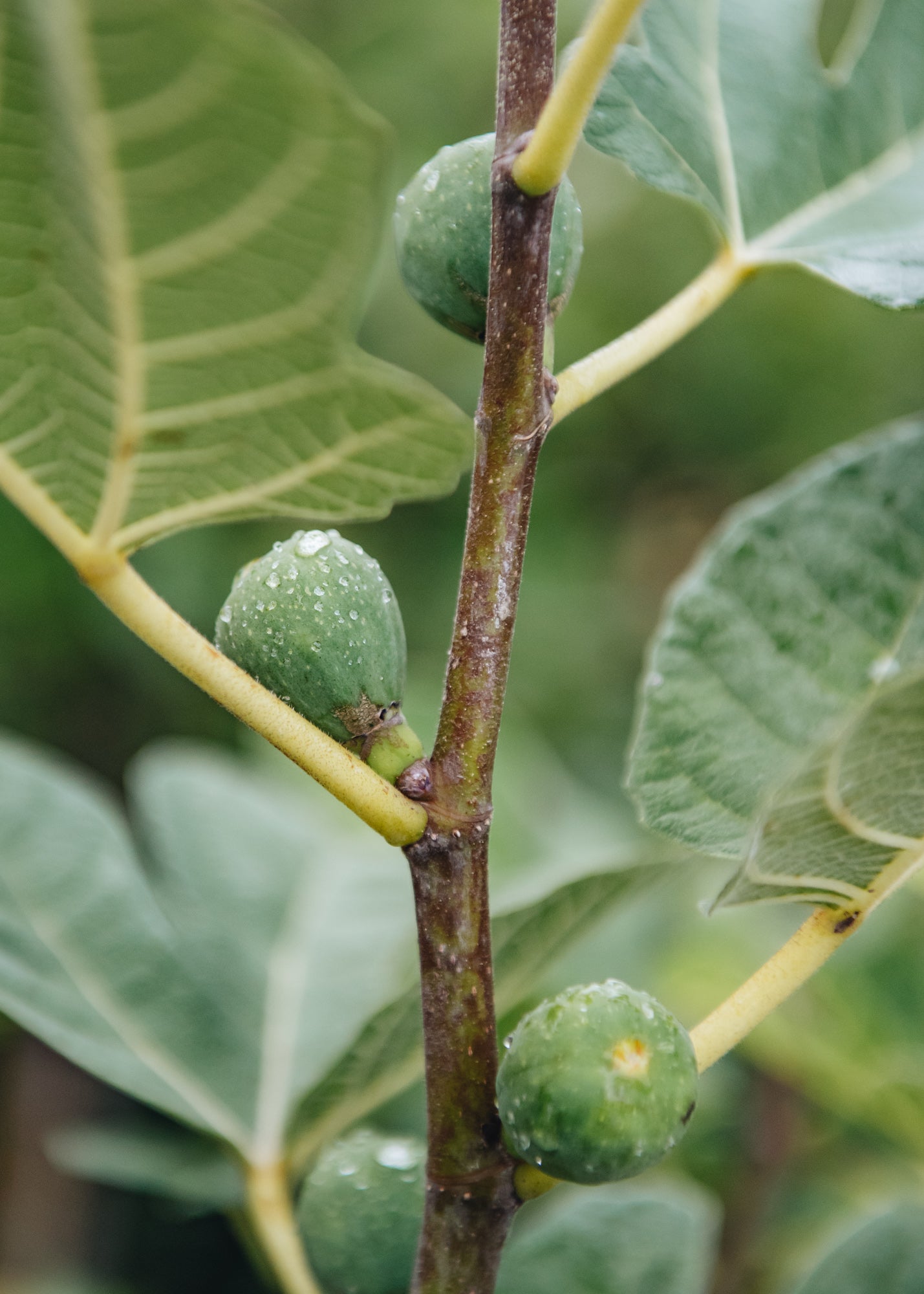 Ficus carica standard