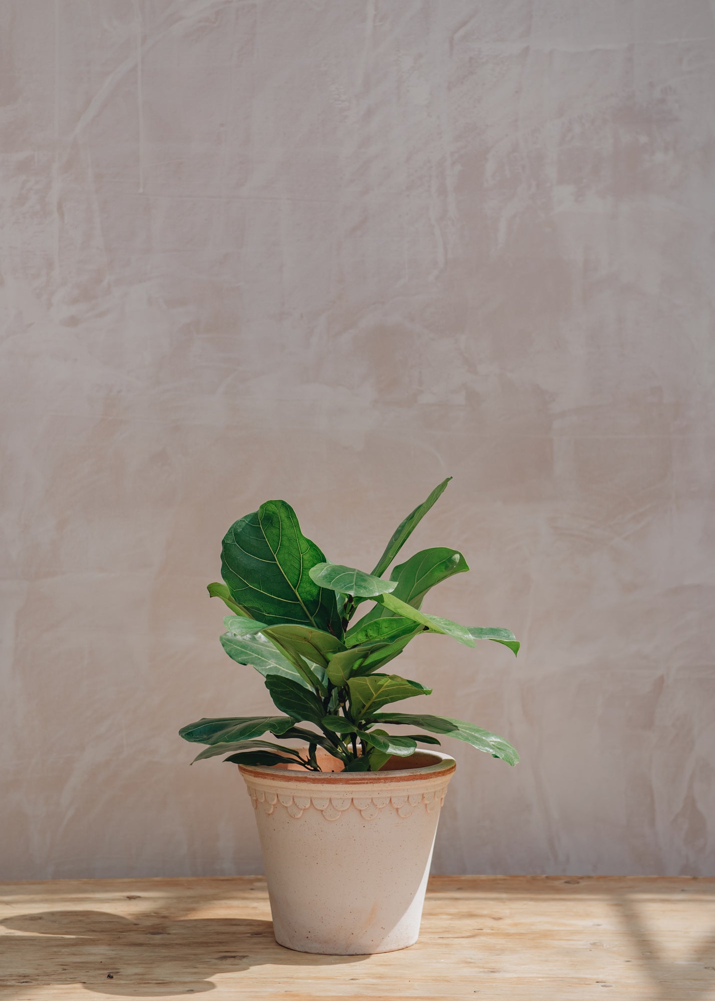 Ficus Lyrata