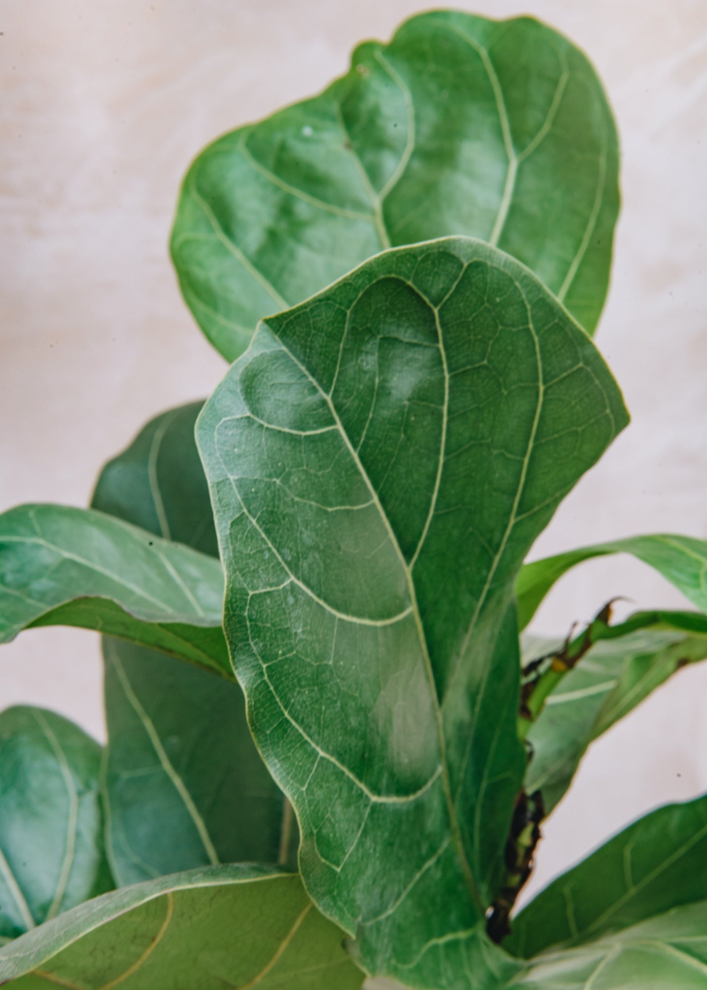 Ficus Lyrata