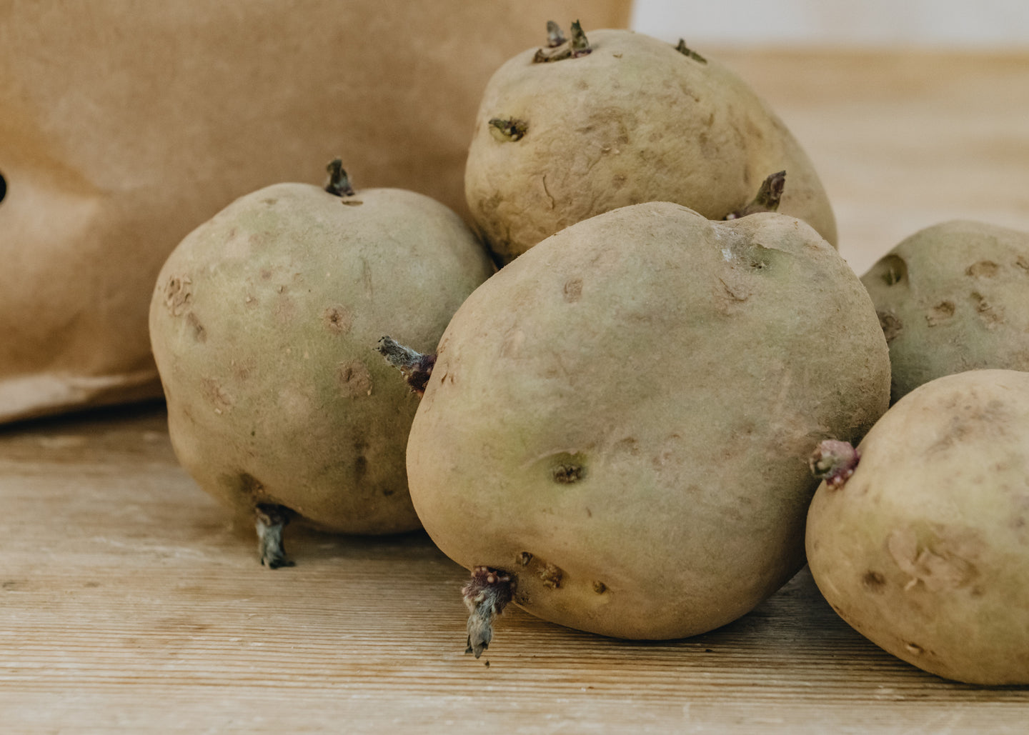 Taylors Bulbs Seed Potatoes 'Foremost'