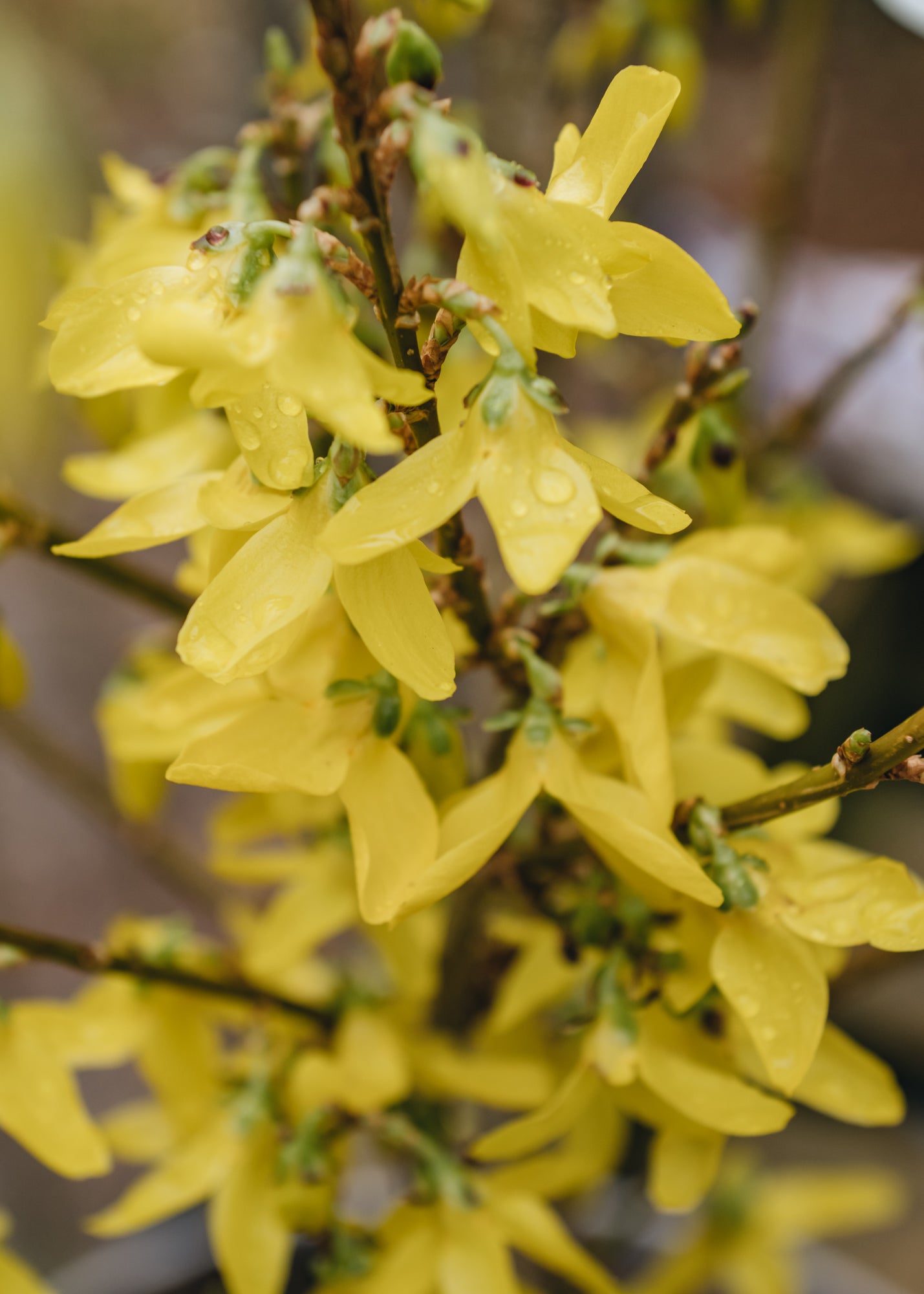 Laurus Nobilis Forsythia x Intermedia Weekend, 3L