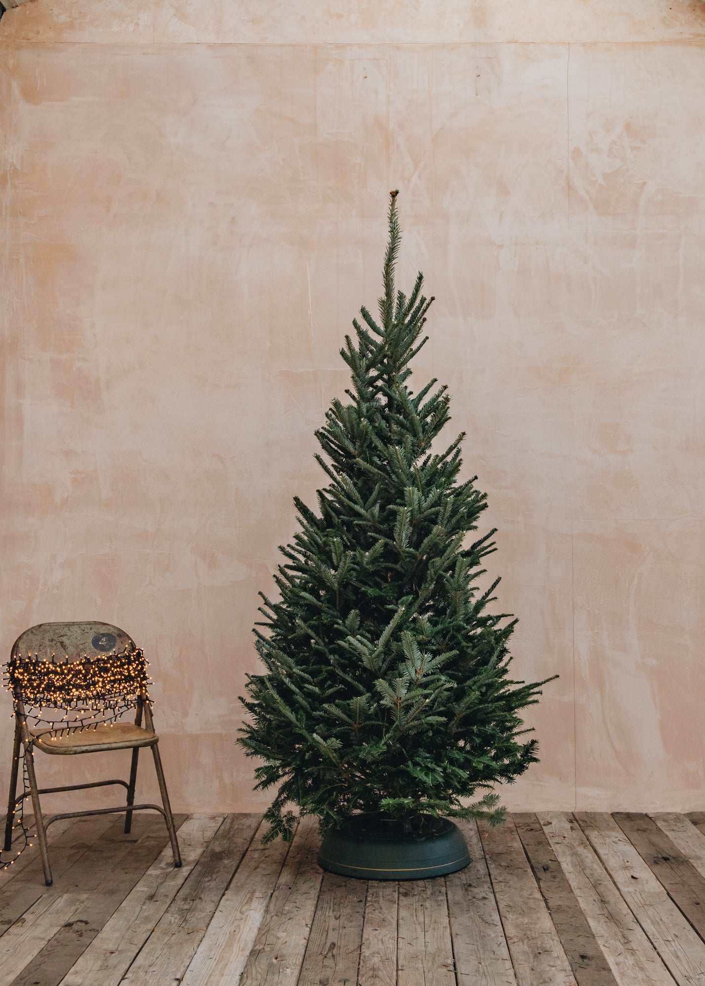 Christmas Trees Fraser Fir Premium Cut Christmas Trees 6ft