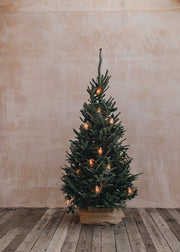 Fraser Fir Premium Cut Christmas Trees 6ft - 7ft