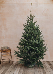 Christmas Trees Fraser Fir Premium Cut Christmas Trees  7ft