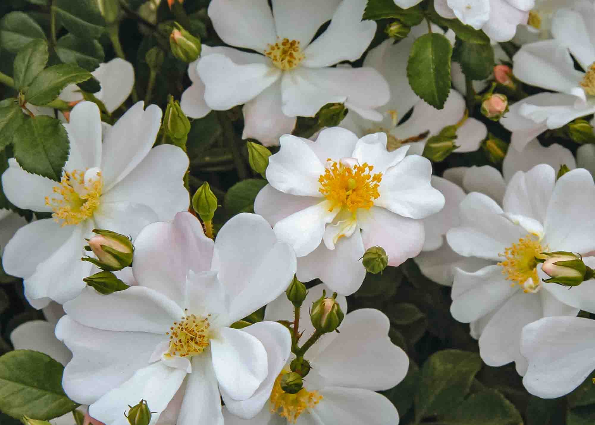 Grouse Rose David Austin Roses Burford Garden Co.