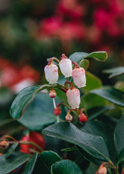 Gaultheria procumbens Big Berry