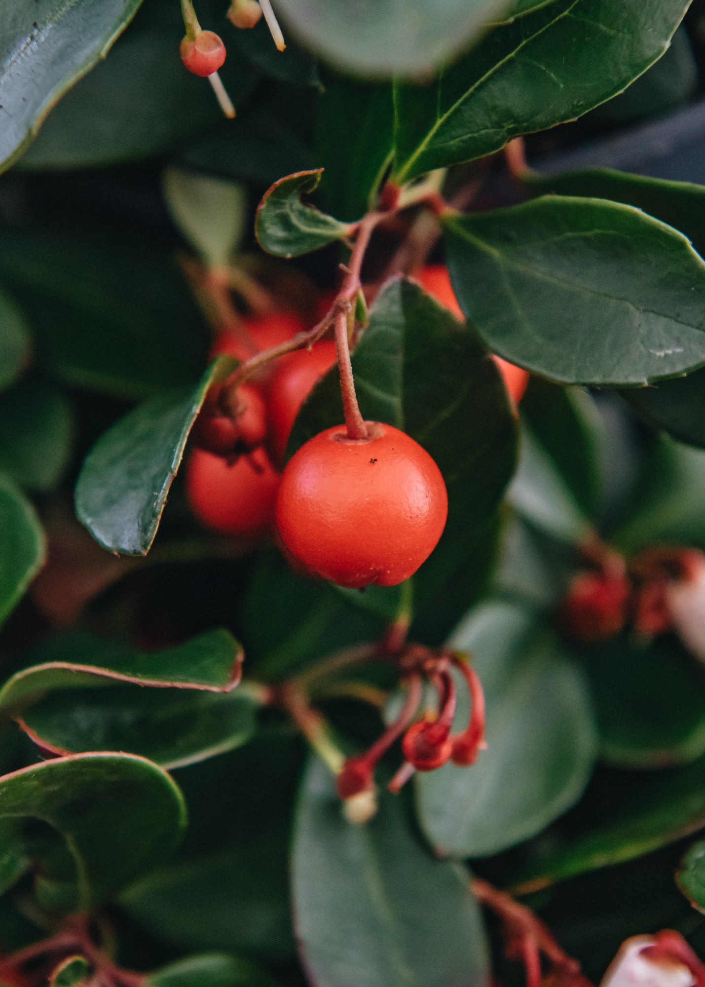 Gaultheria procumbens Big Berry