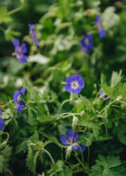Geranium Geranium 'Bloom Me Away', 2L