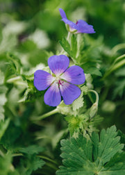 Viburnum Geranium 'Bloom Me Away', 2L