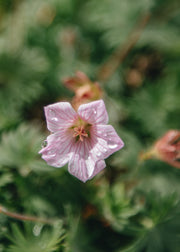 Geranium Pink Pouffe